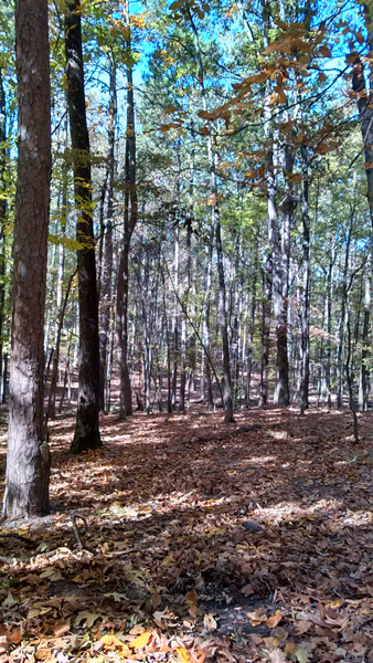 IMG_20141108_120334317_HDR