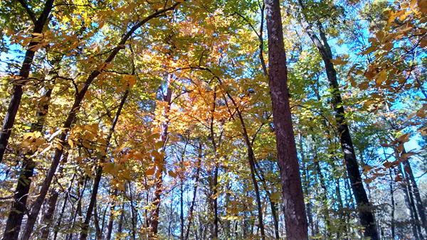 IMG_20141108_120345515_HDR
